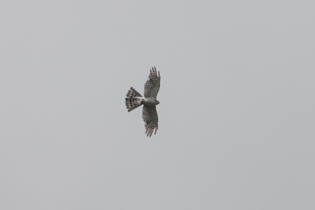 Eurasian Sparrowhawk - ML620446175