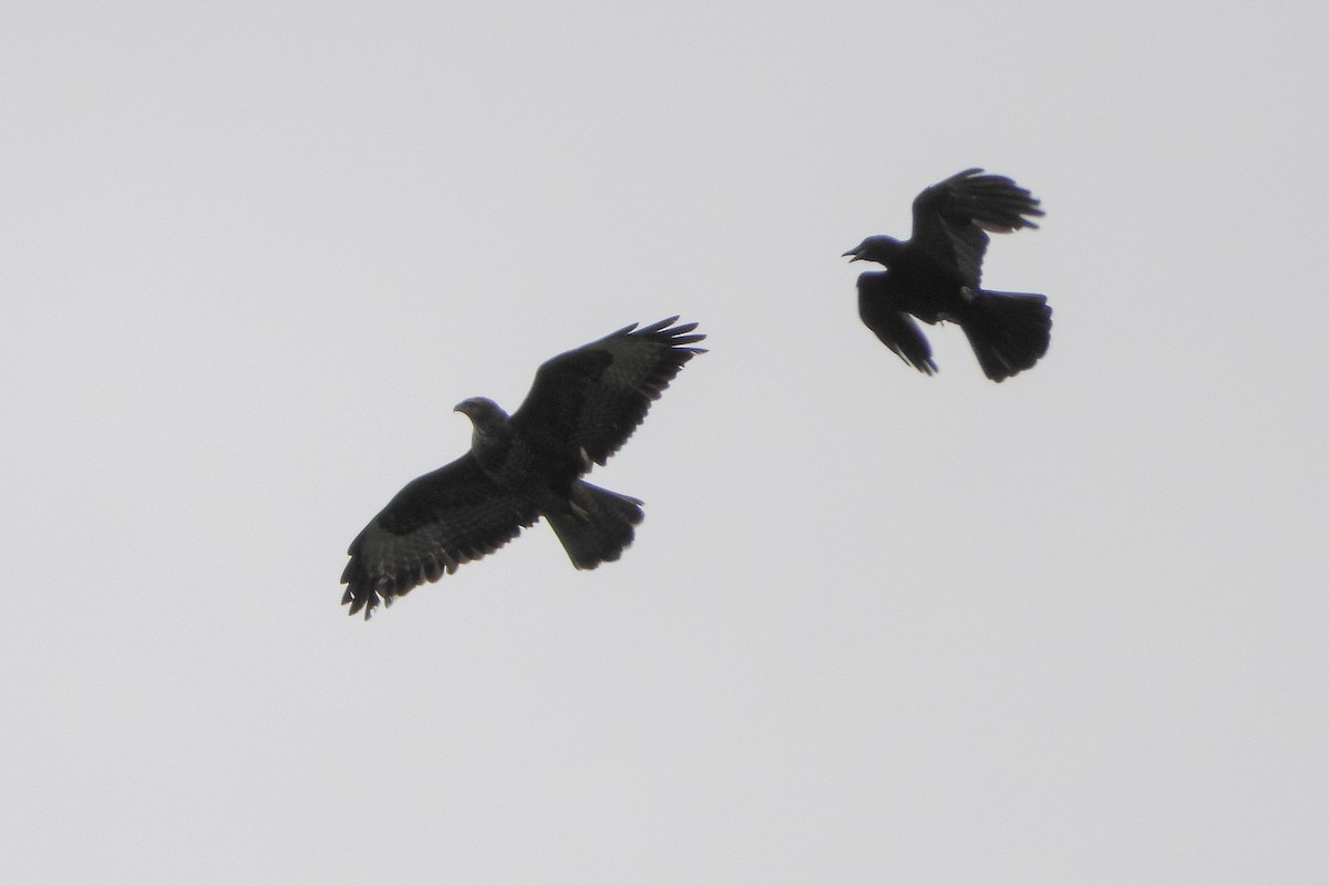 Common Buzzard - ML620446179