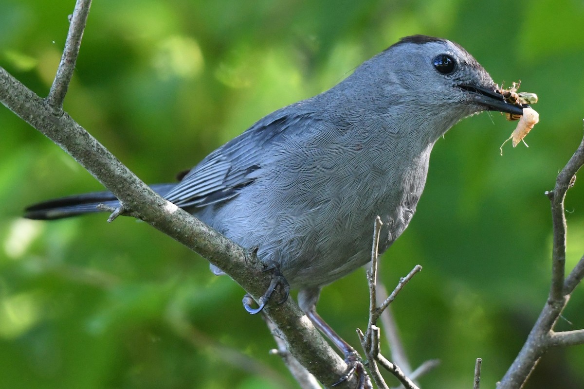 Gray Catbird - David Arrow