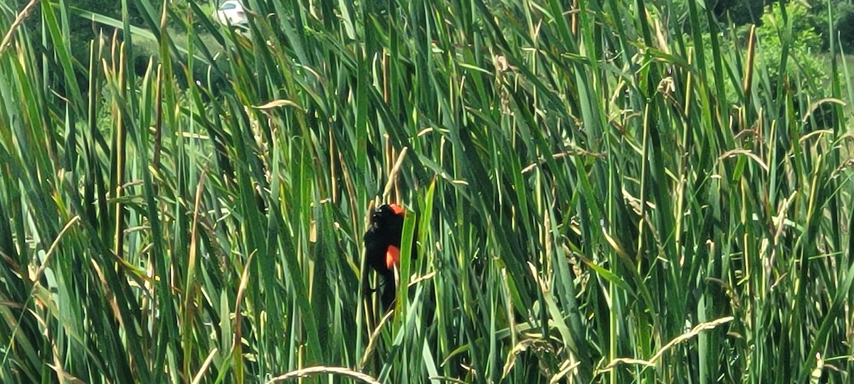 Red-winged Blackbird - ML620446193