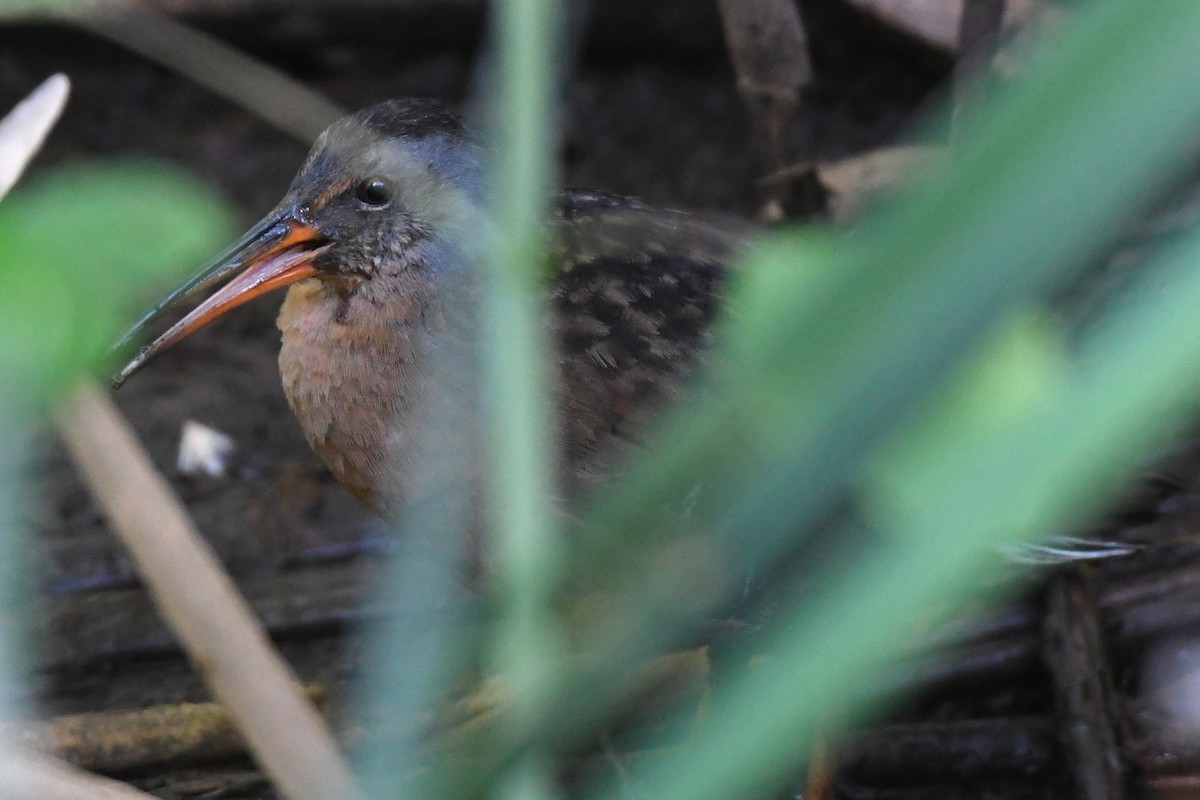 Virginia Rail - ML620446197