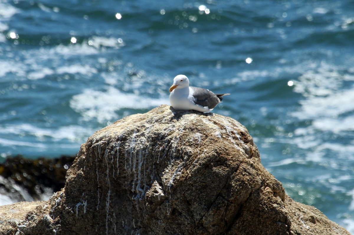 Gaviota Occidental - ML620446198