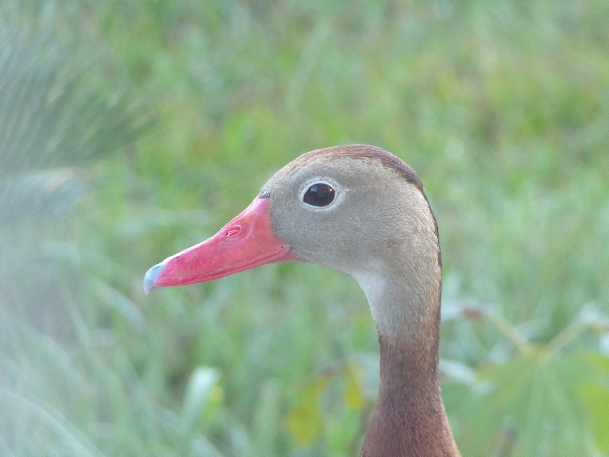 Black-bellied Whistling-Duck - ML620446199