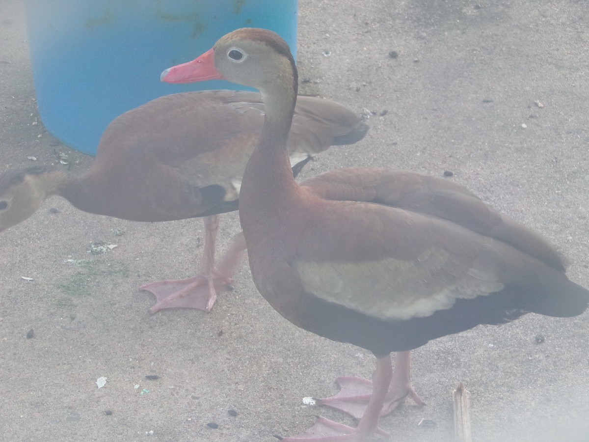 Black-bellied Whistling-Duck - ML620446203