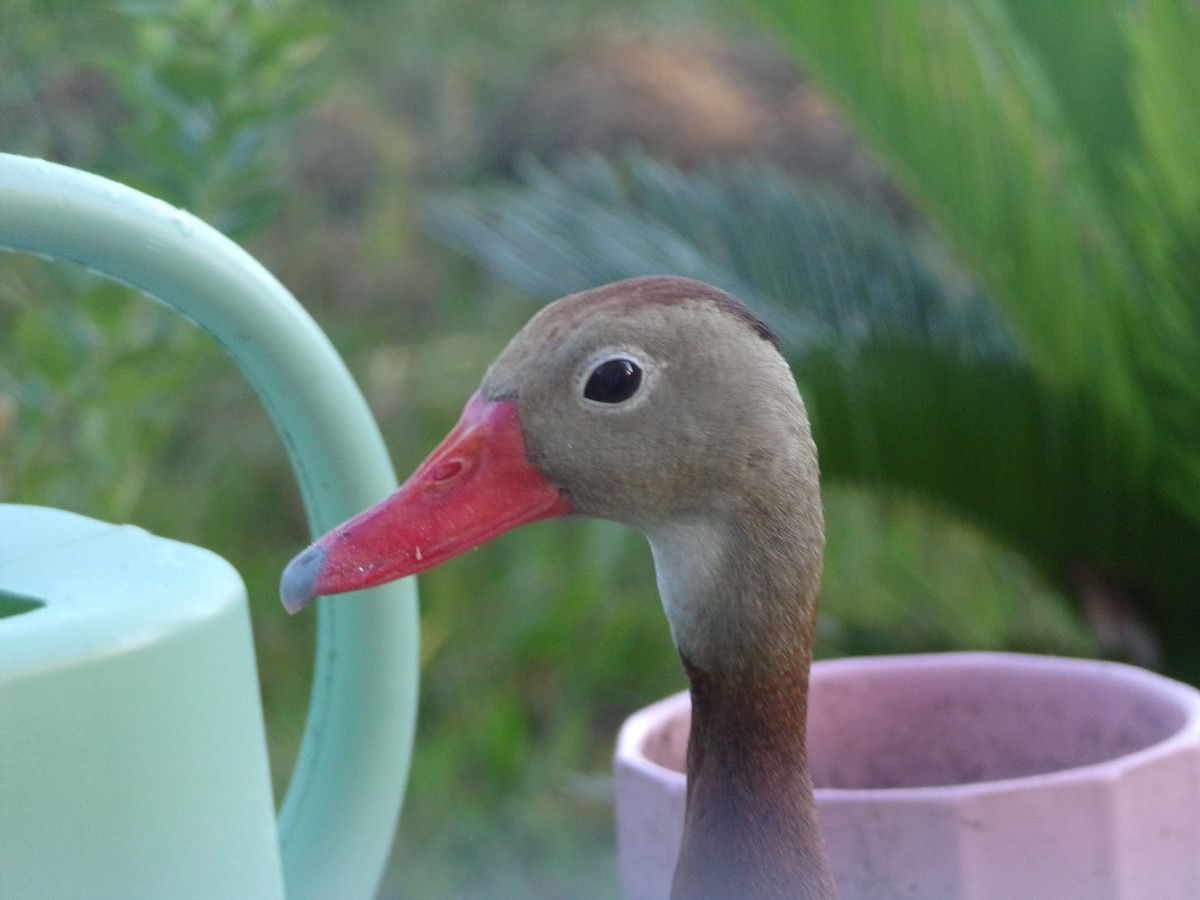 Black-bellied Whistling-Duck - ML620446204