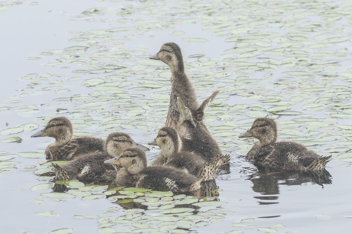 Mallard - Peter Gadd