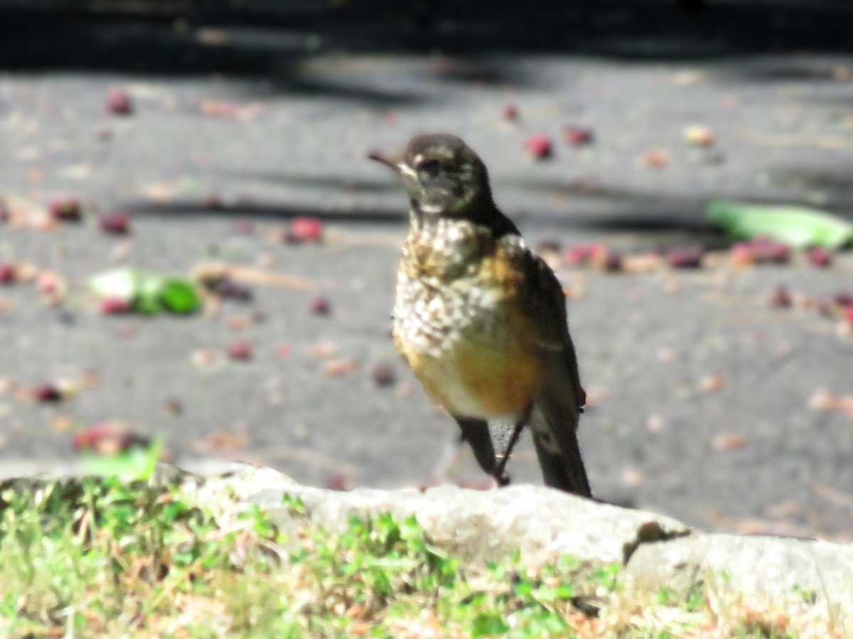 American Robin - ML620446208