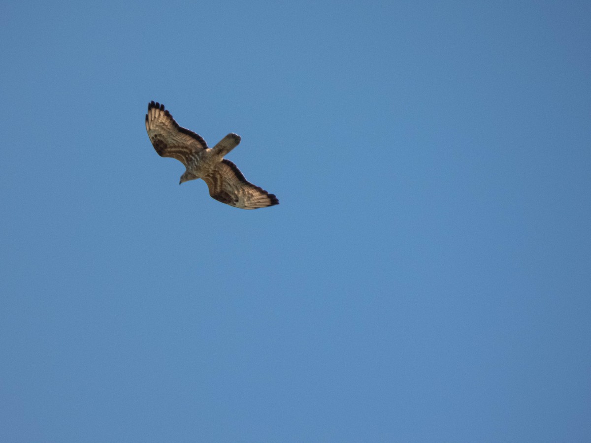 European Honey-buzzard - ML620446216