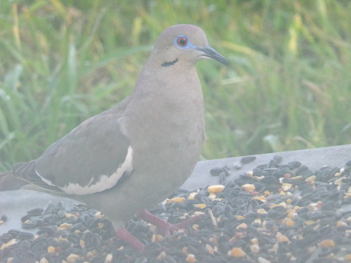 White-winged Dove - Texas Bird Family