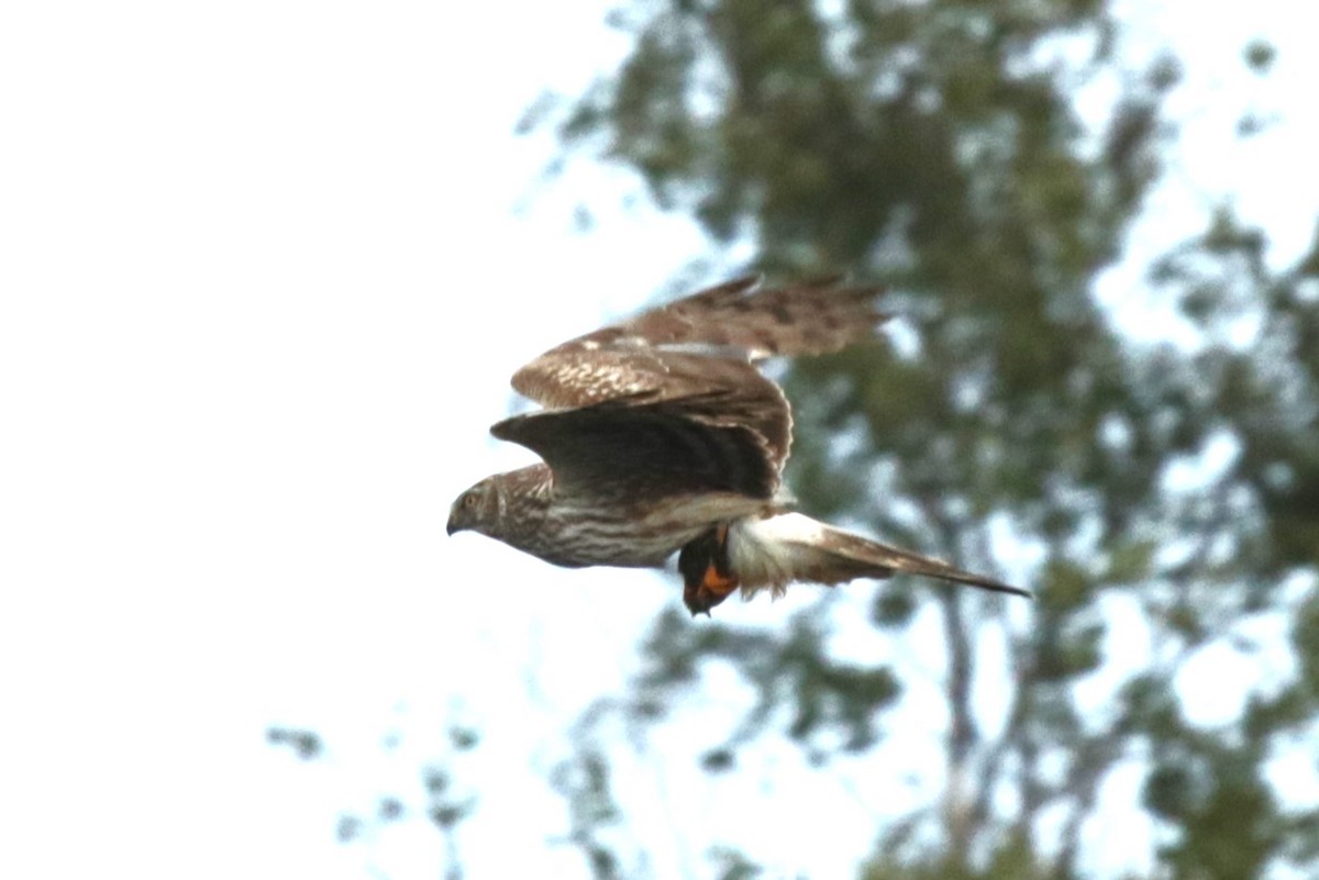 Hen Harrier - ML620446223