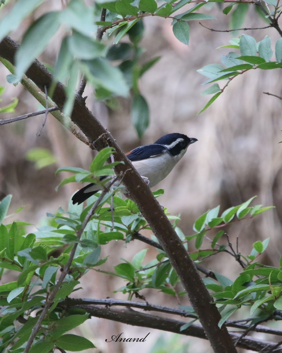 Vireo Alcaudón Cejiblanco - ML620446224