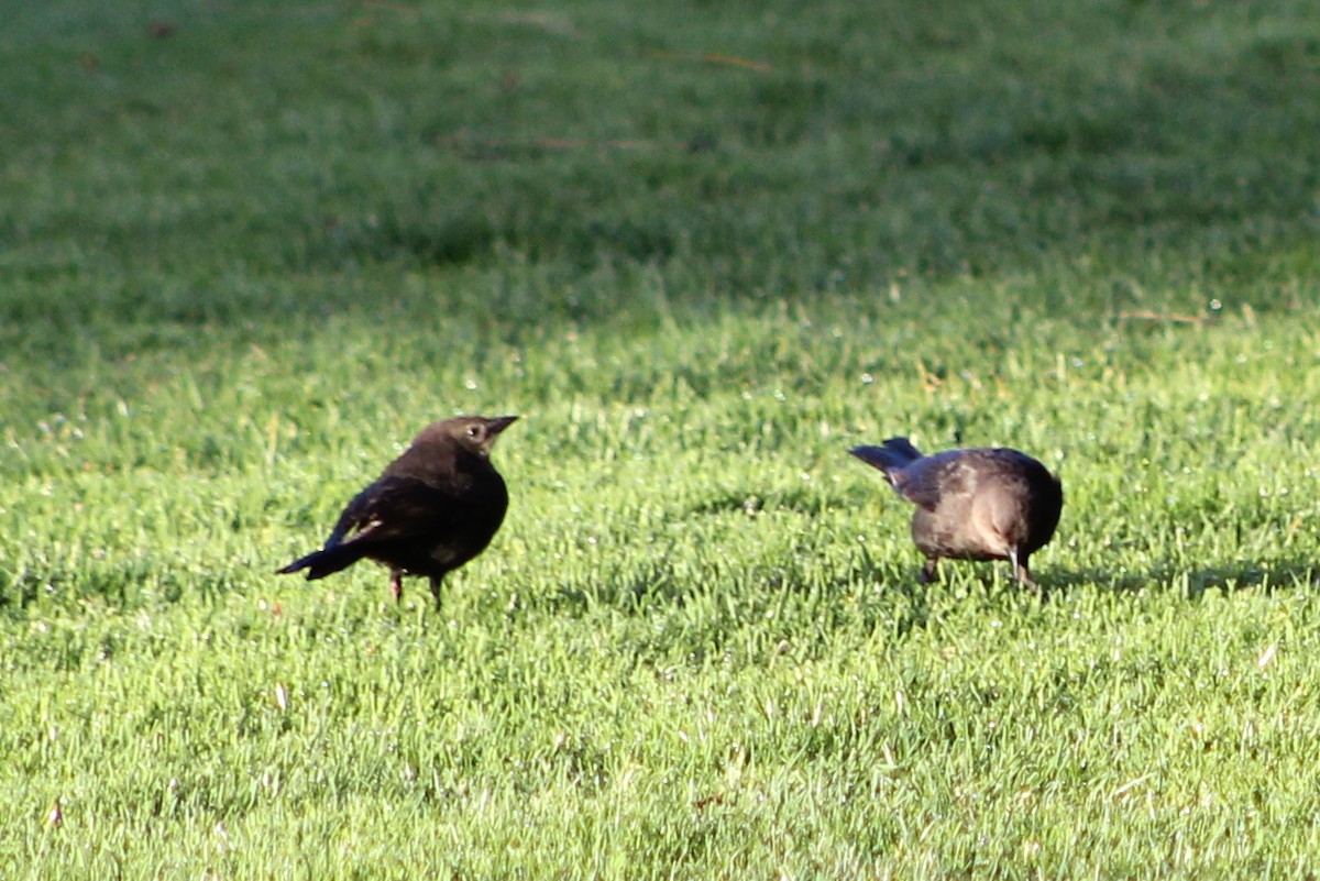 Brewer's Blackbird - Audrey Gordon