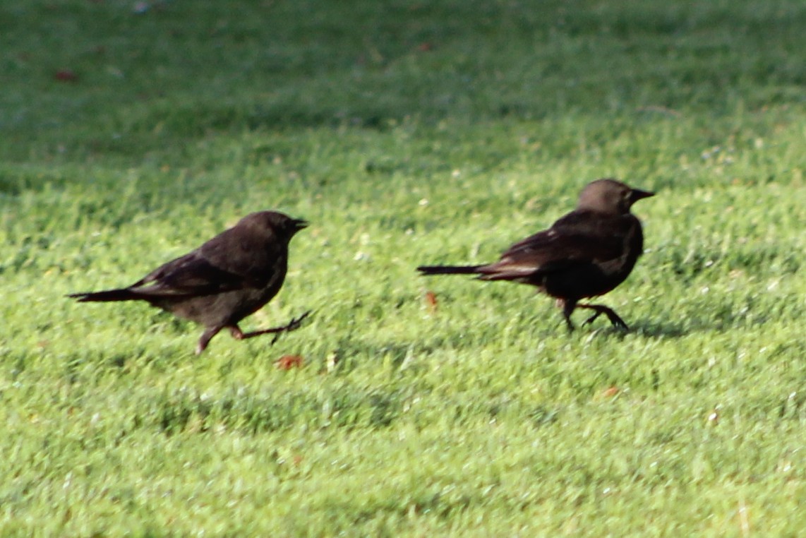 Brewer's Blackbird - ML620446227