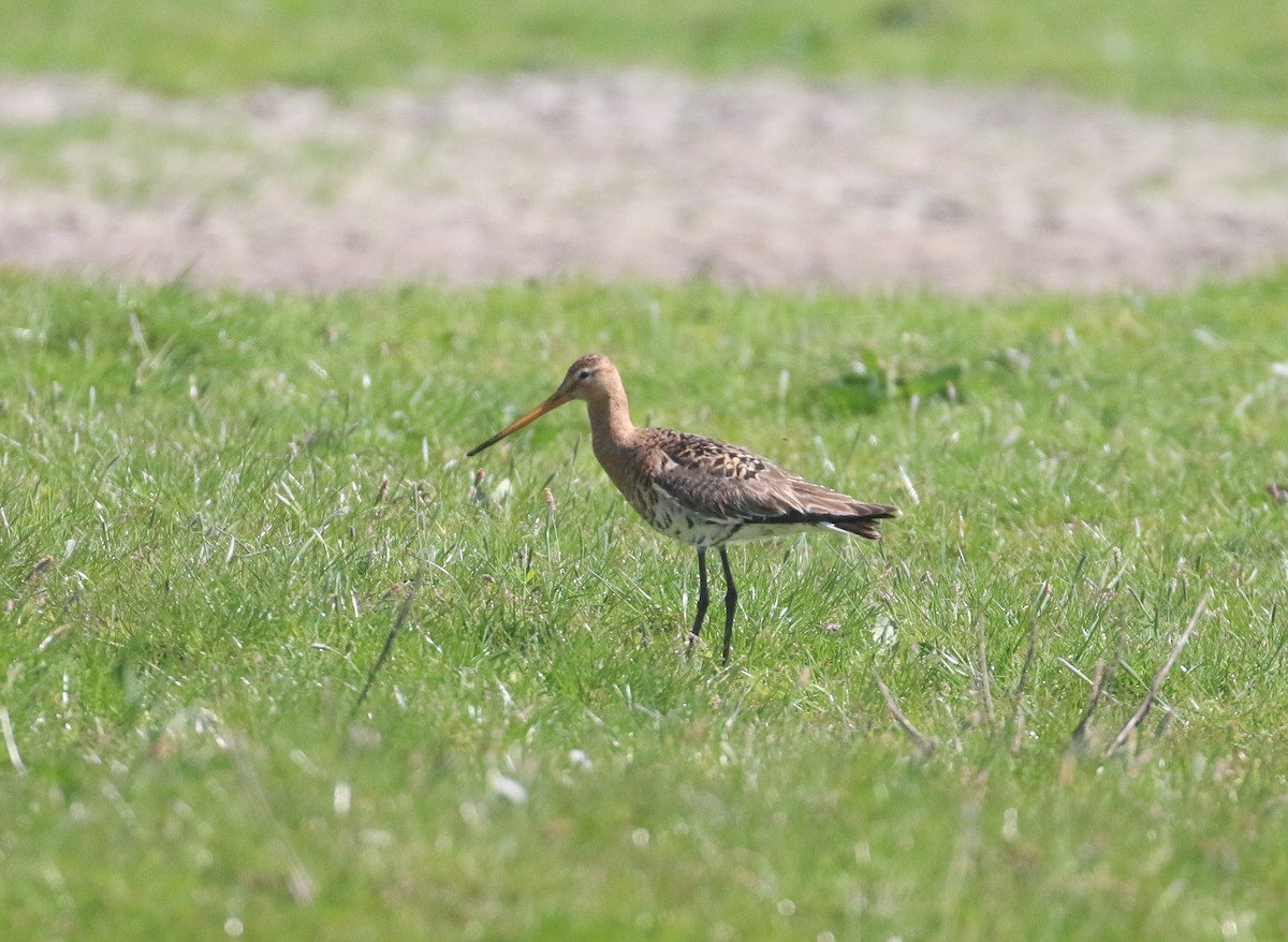 Грицик великий (підвид limosa) - ML620446228