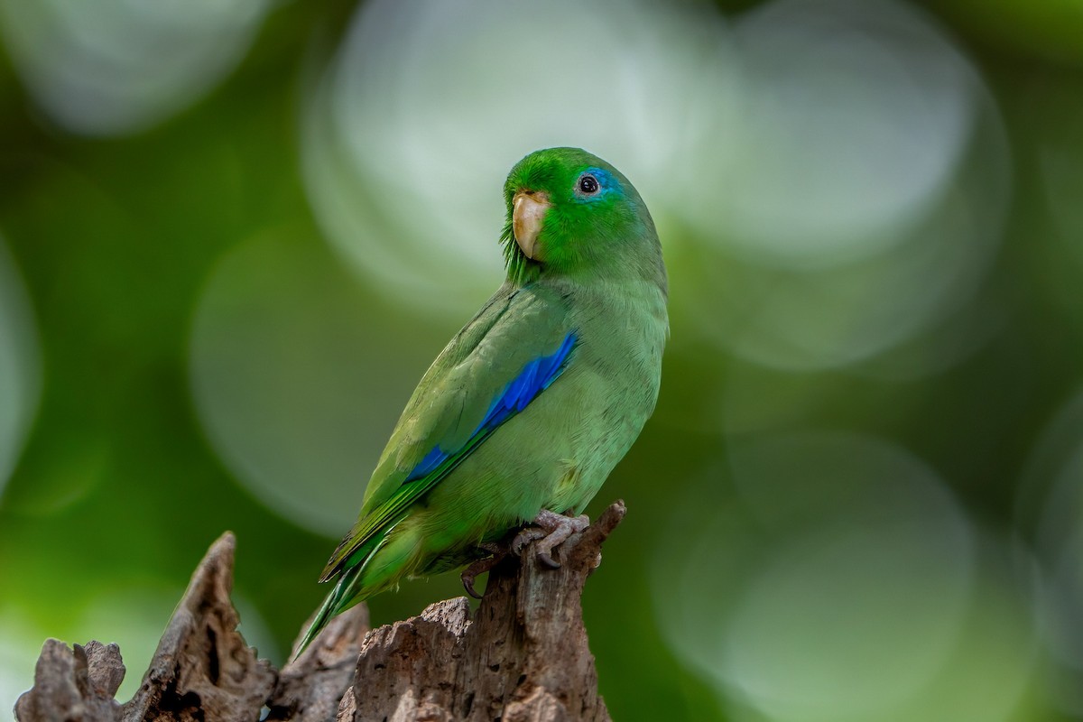 Spectacled Parrotlet - ML620446238