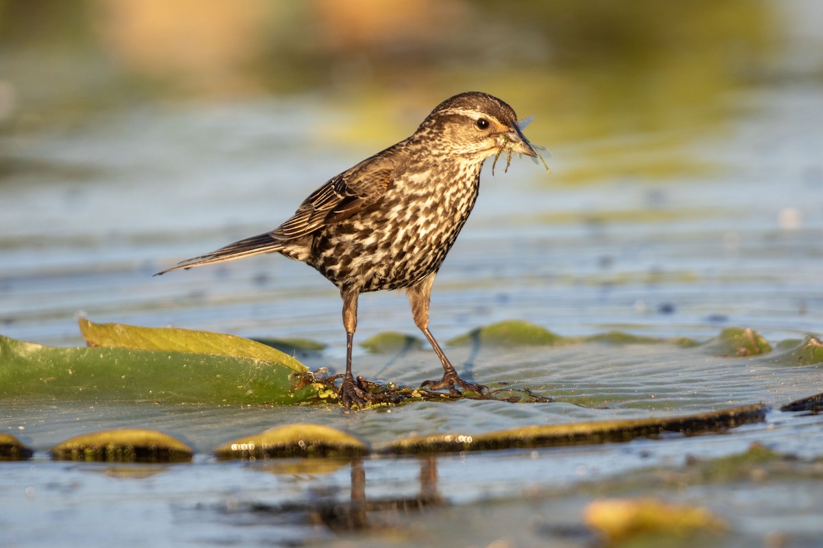 Red-winged Blackbird - ML620446243