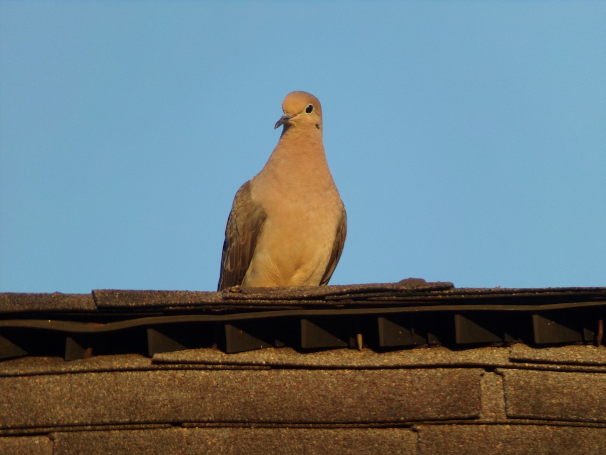 Mourning Dove - ML620446250