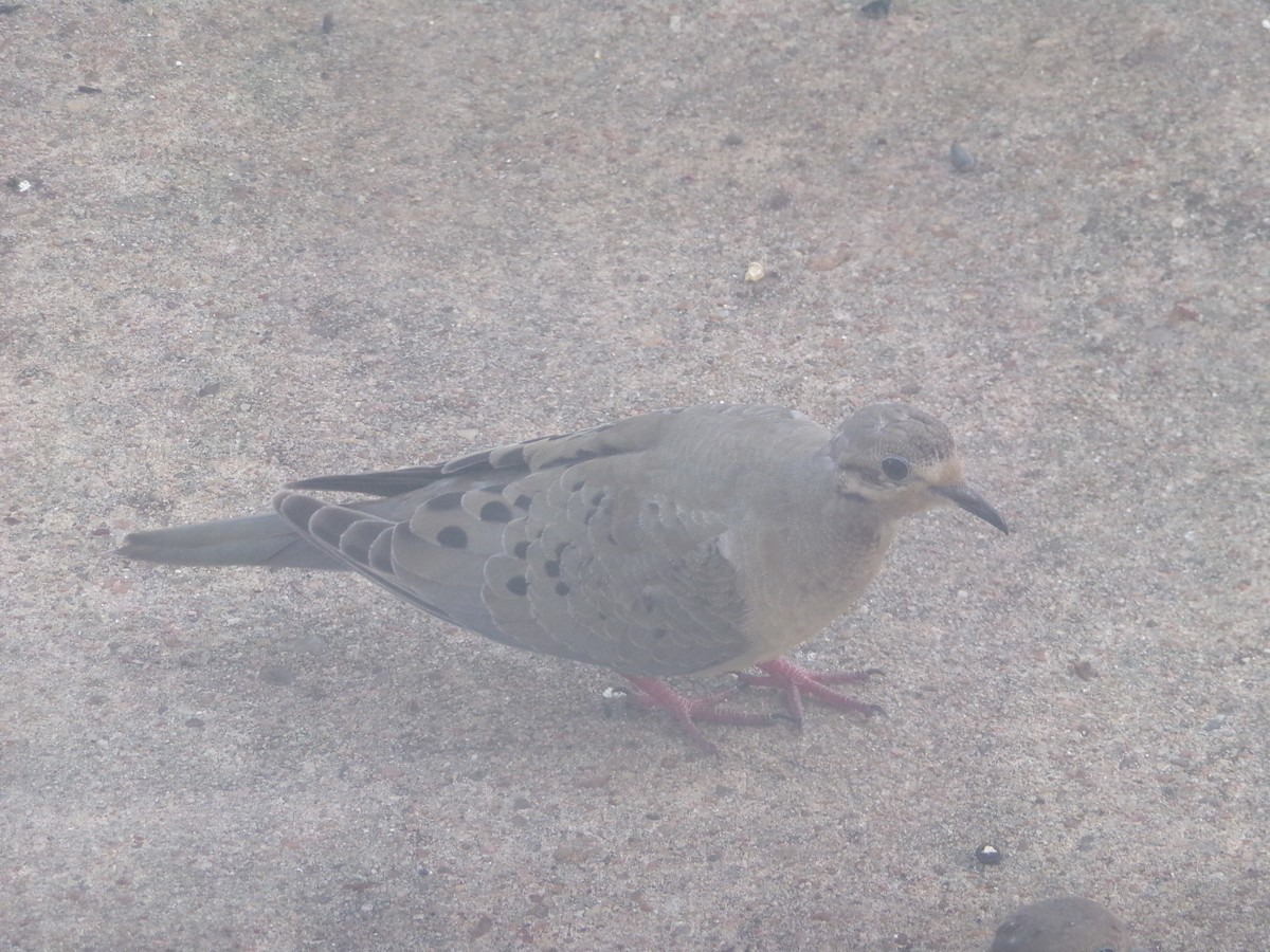 Mourning Dove - ML620446254