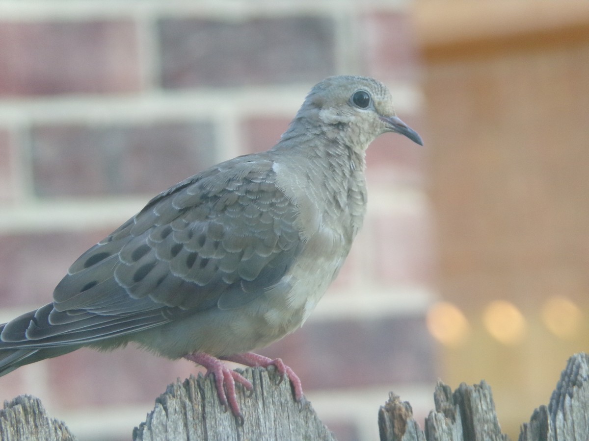 Mourning Dove - Texas Bird Family