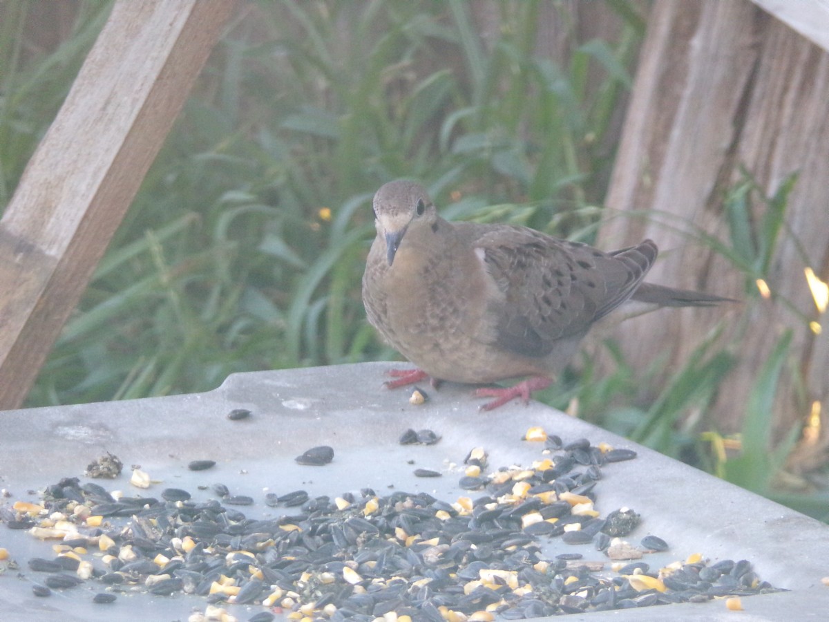 Mourning Dove - Texas Bird Family