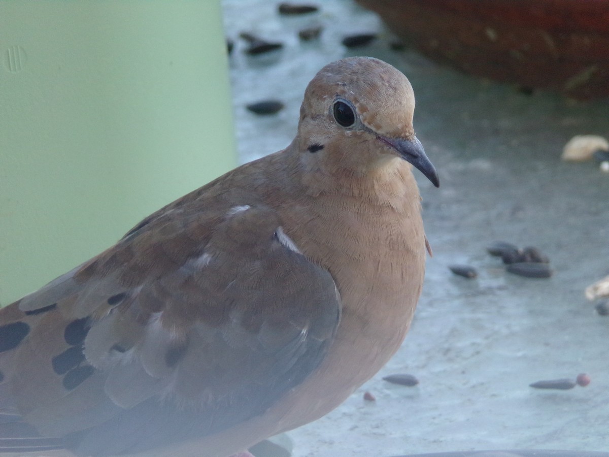 Mourning Dove - ML620446258