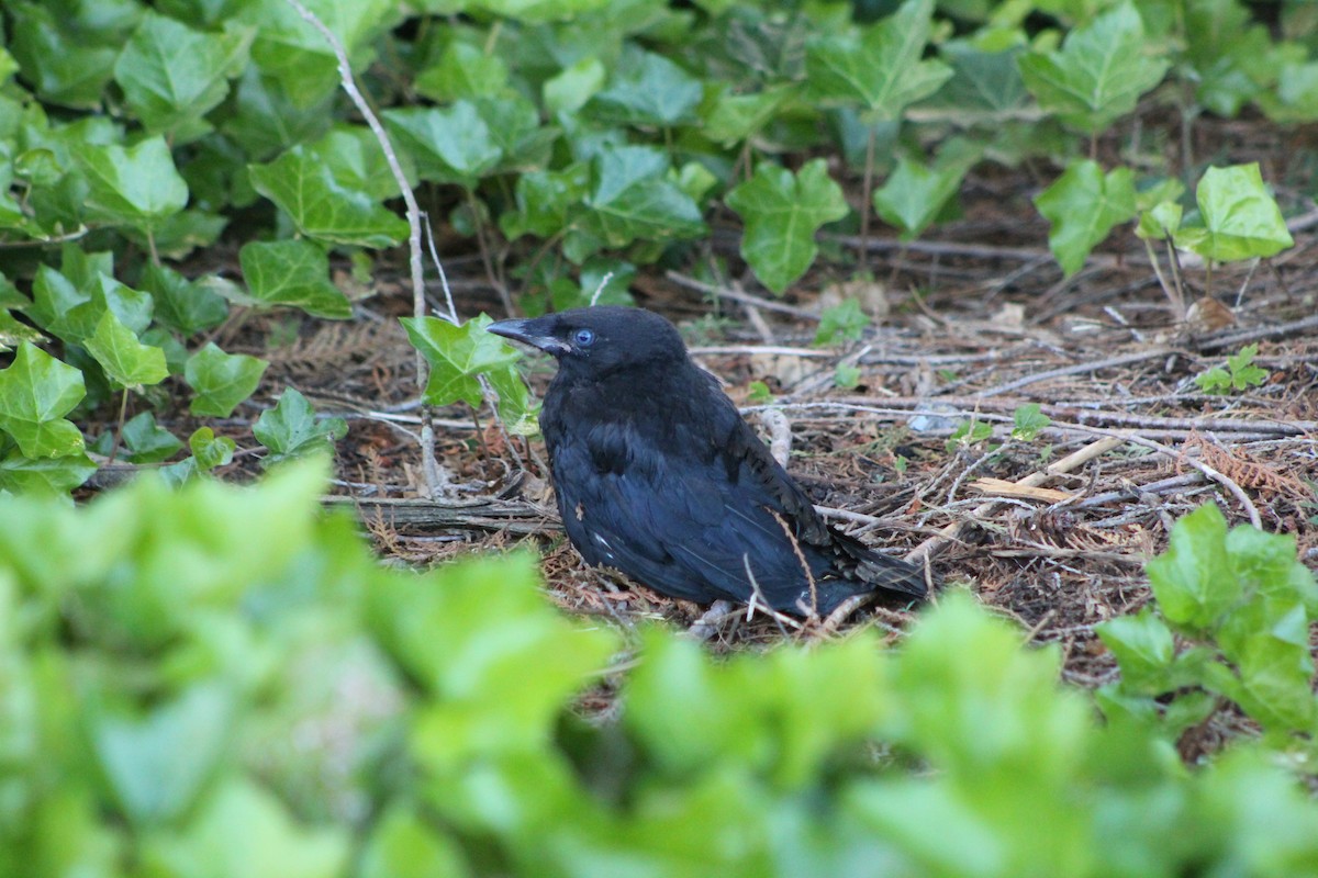 American Crow - ML620446276