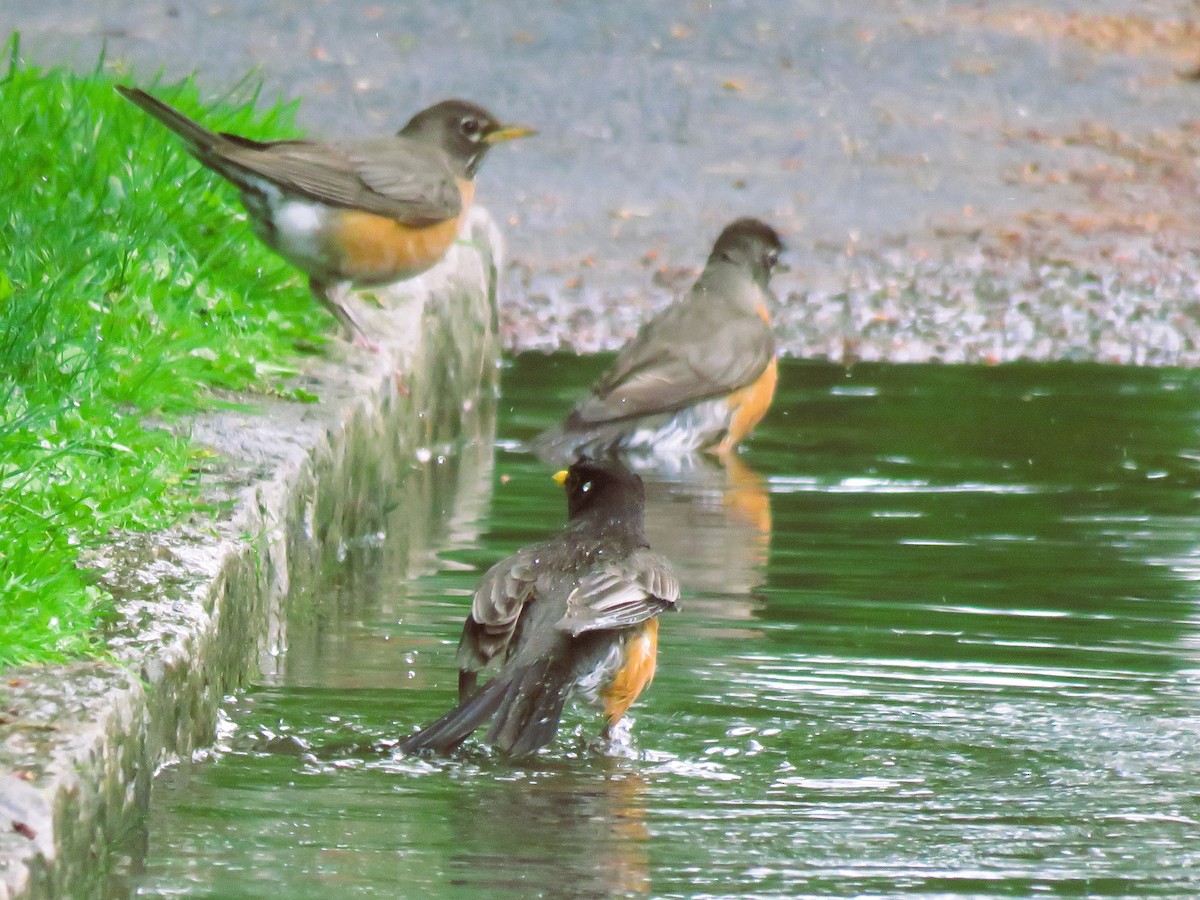 American Robin - ML620446285