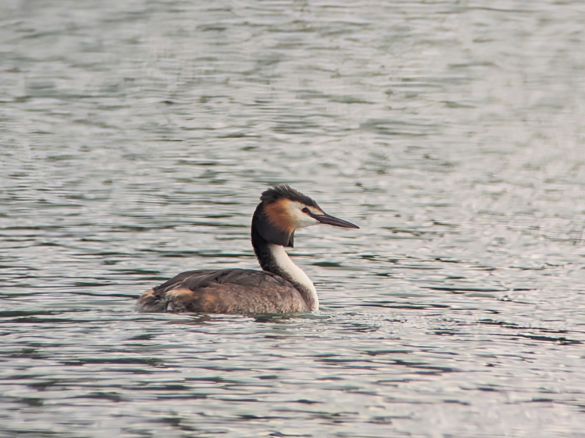 Great Crested Grebe - ML620446292