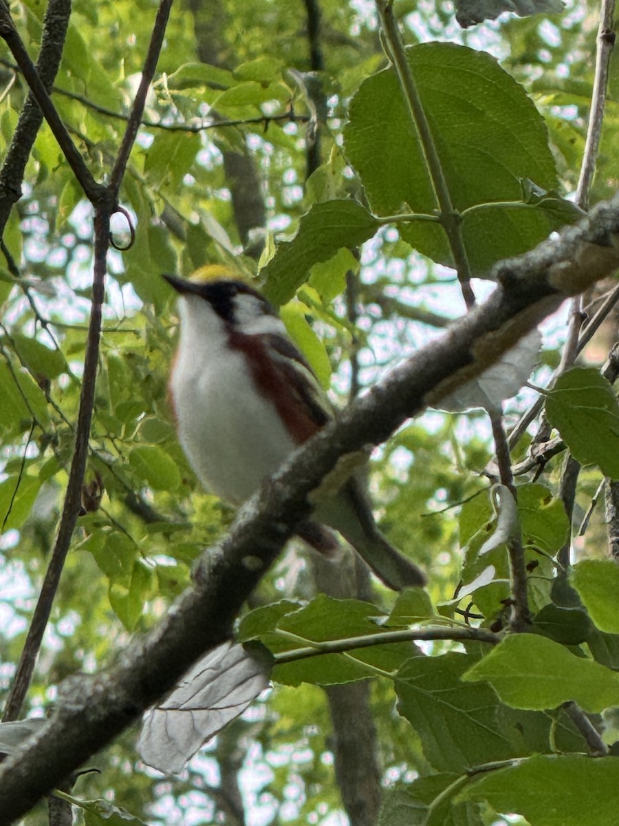 Chestnut-sided Warbler - ML620446306