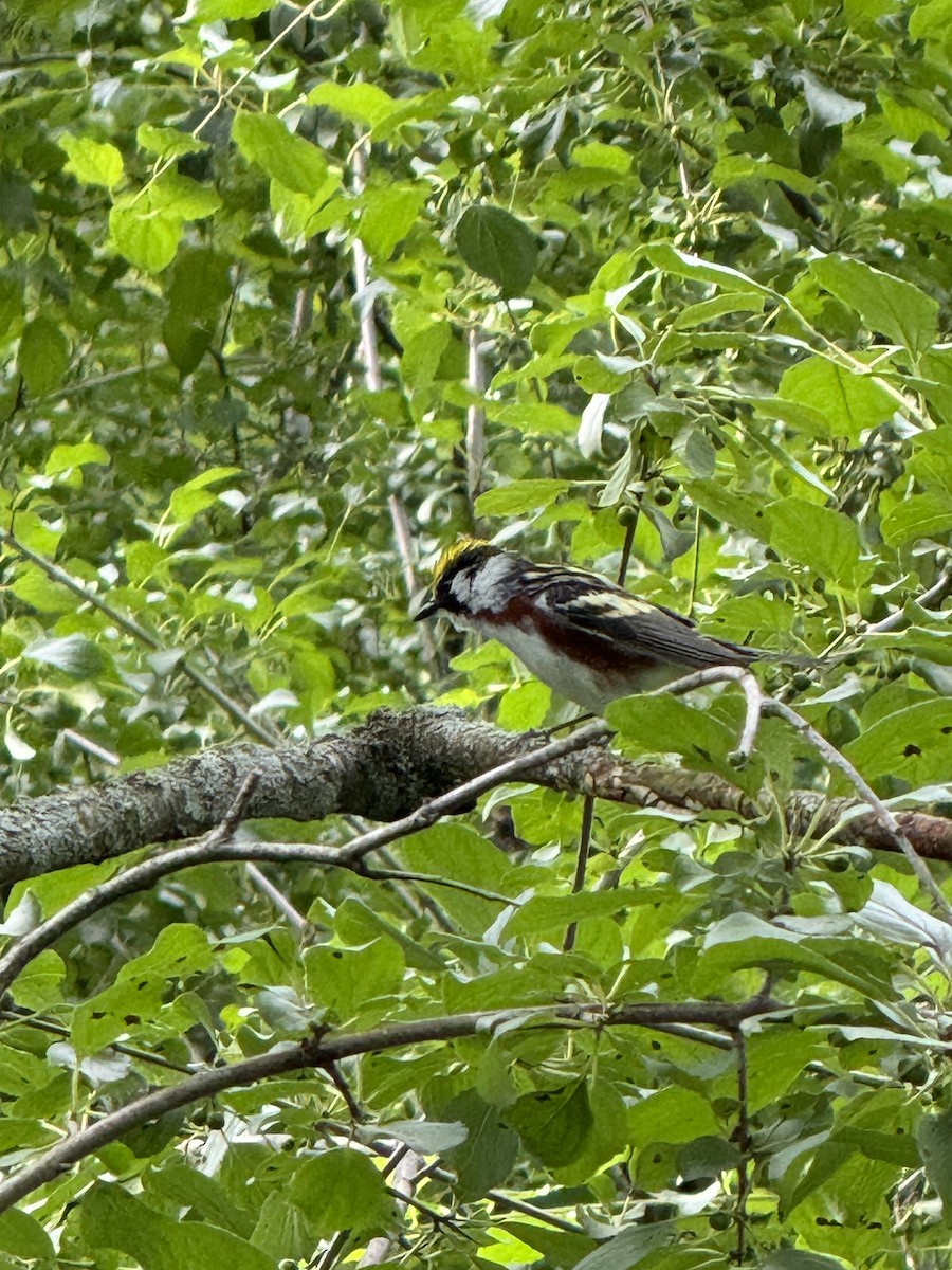 Chestnut-sided Warbler - ML620446307