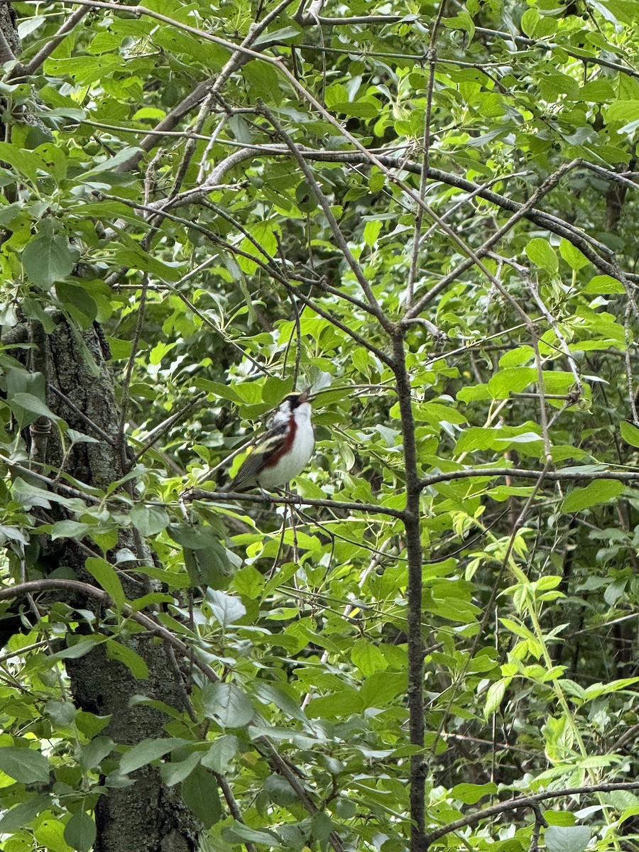 Chestnut-sided Warbler - ML620446308