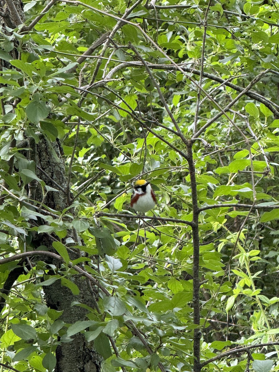 Chestnut-sided Warbler - ML620446309