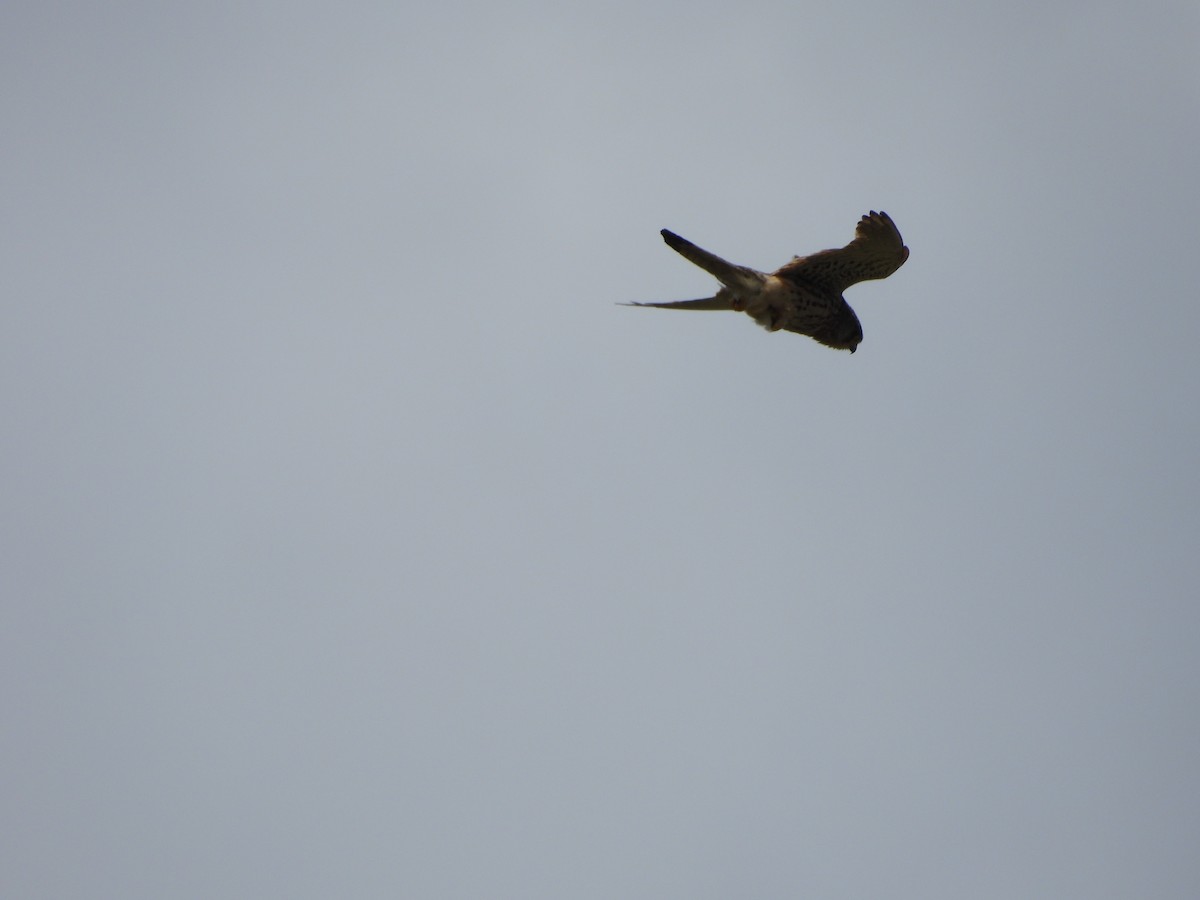 Eurasian Kestrel - ML620446319