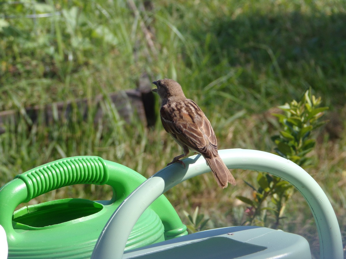 House Sparrow - ML620446322