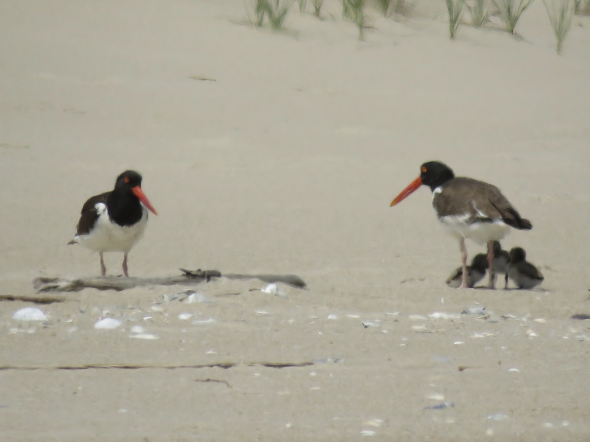 American Oystercatcher - Tim Carney