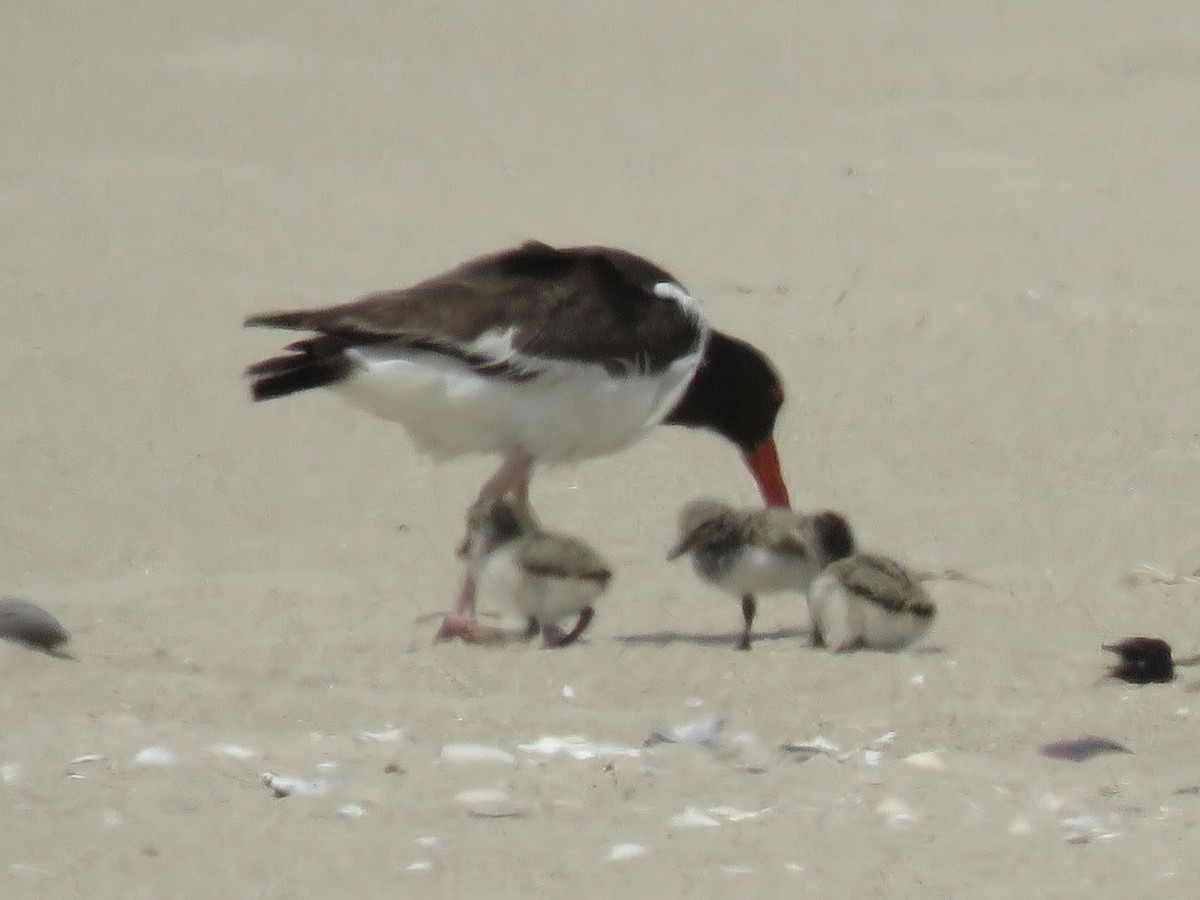 American Oystercatcher - ML620446324