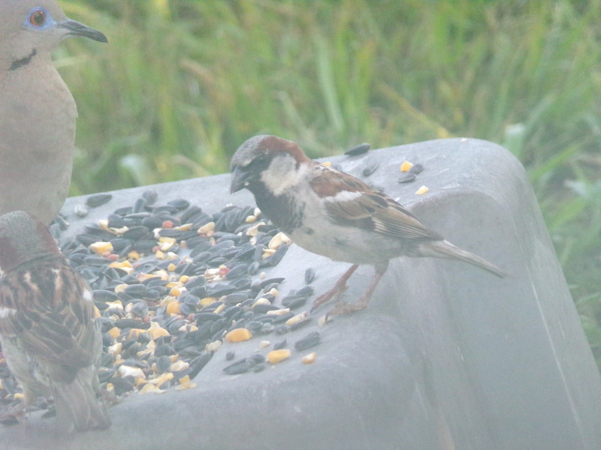 House Sparrow - ML620446325