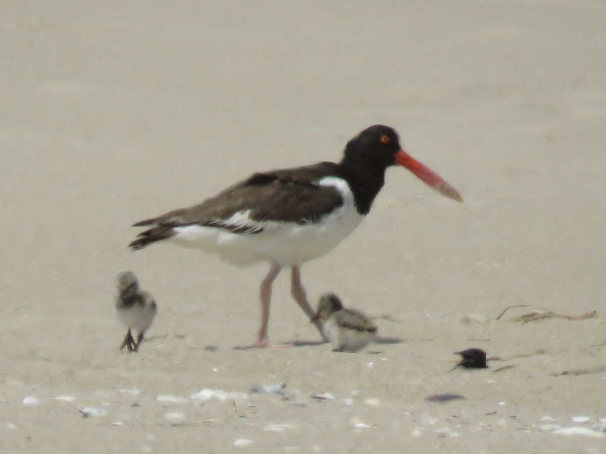 American Oystercatcher - ML620446326