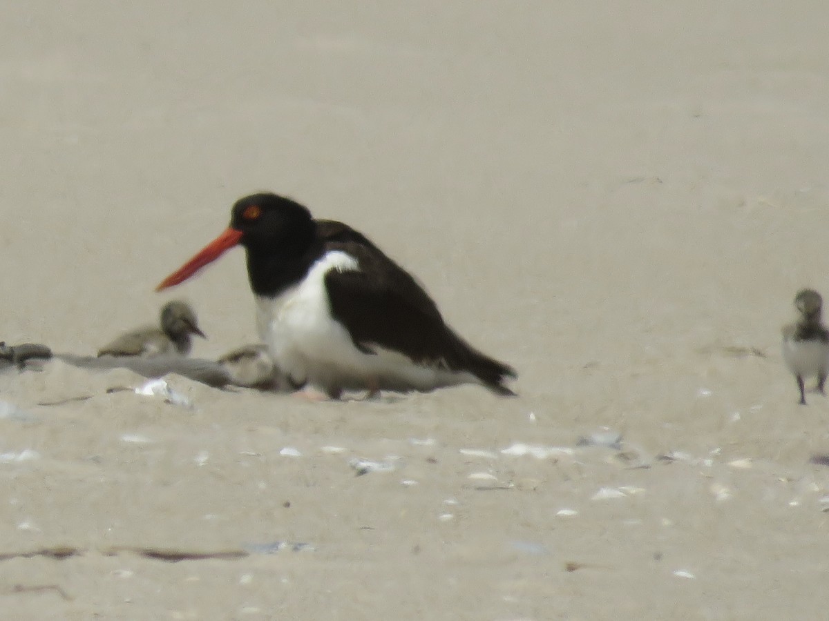 American Oystercatcher - ML620446332