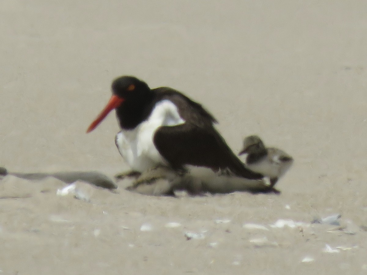 American Oystercatcher - Tim Carney