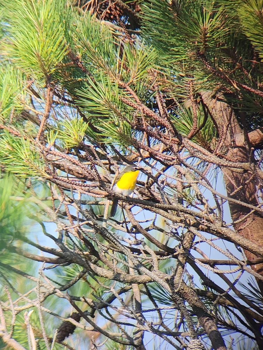 Yellow-breasted Chat - ML620446343