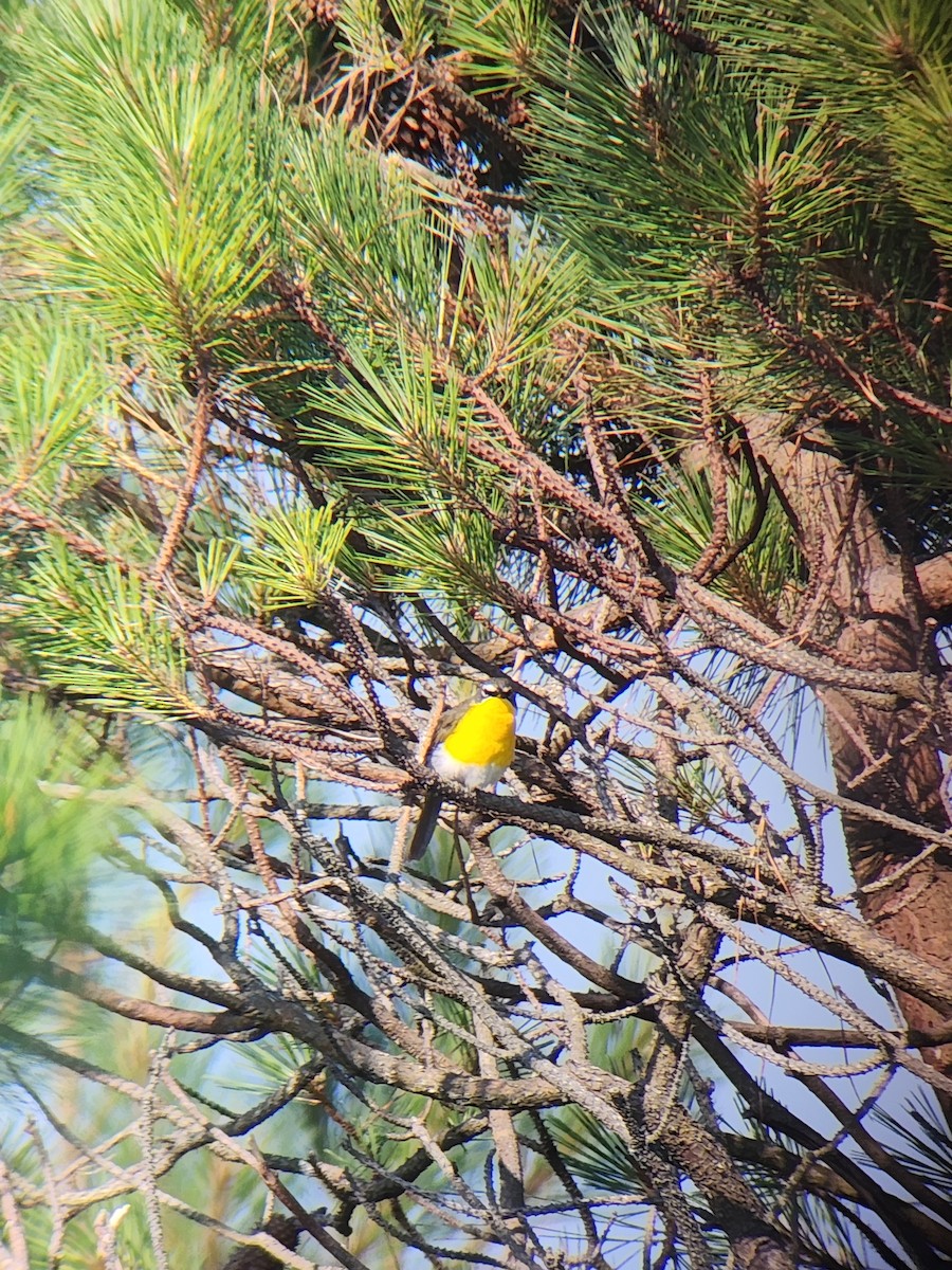Yellow-breasted Chat - ML620446344