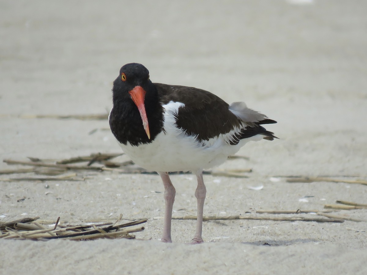 American Oystercatcher - ML620446346