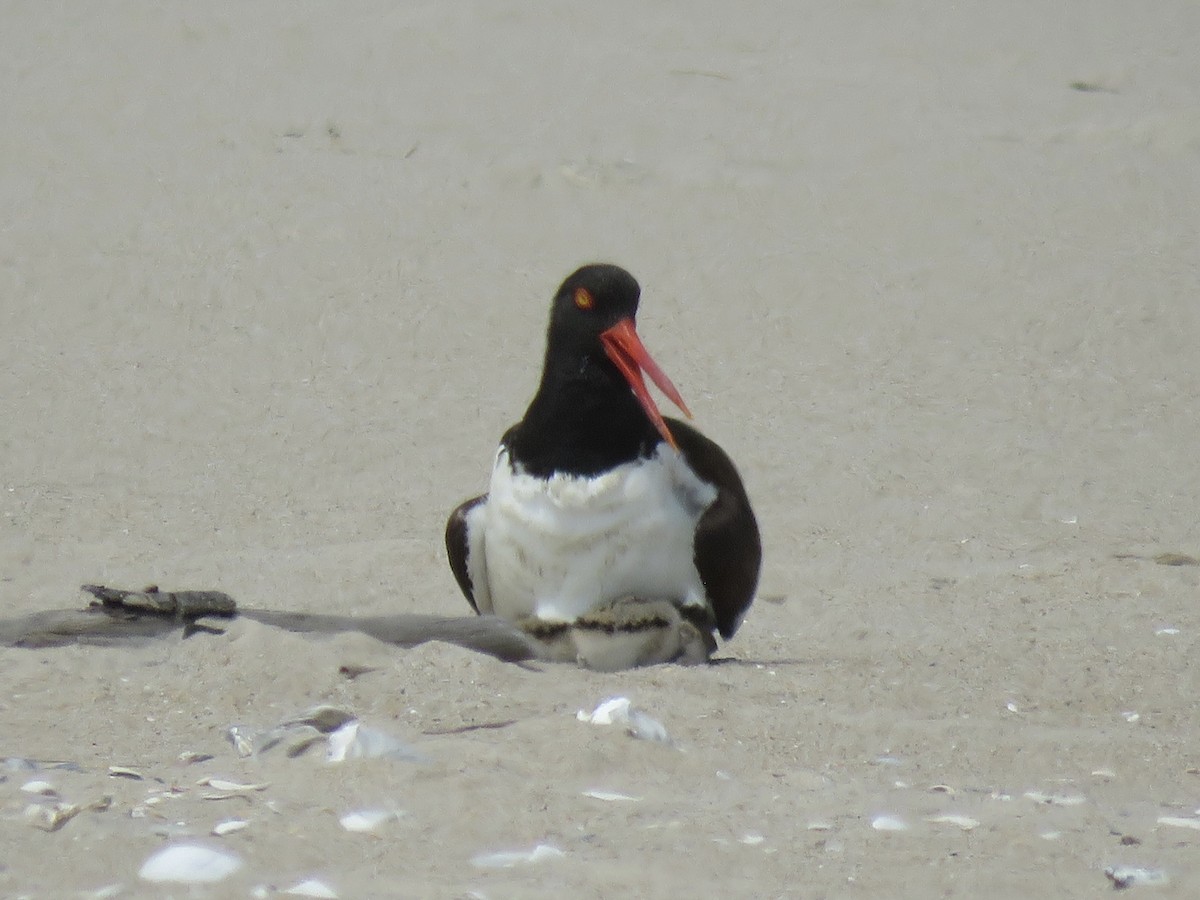 American Oystercatcher - ML620446352