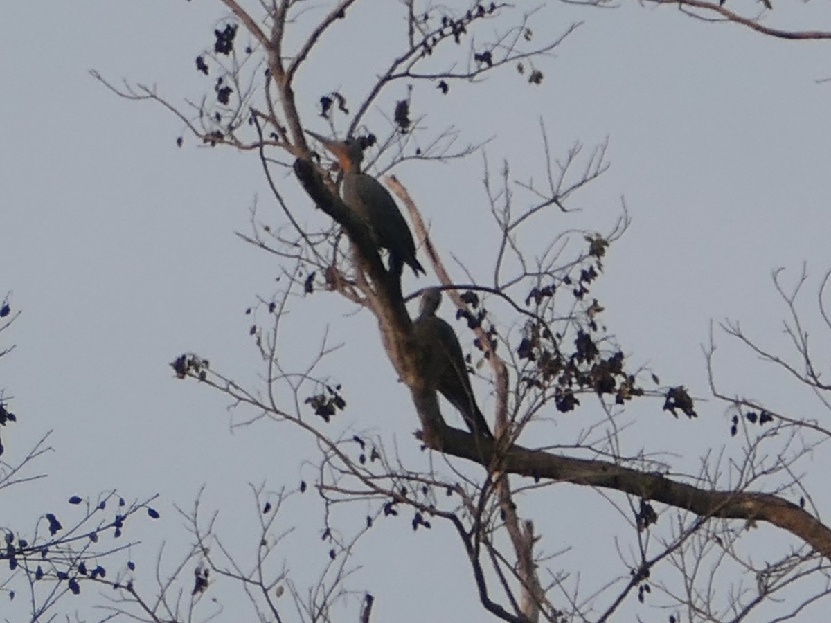 Great Slaty Woodpecker - ML620446355