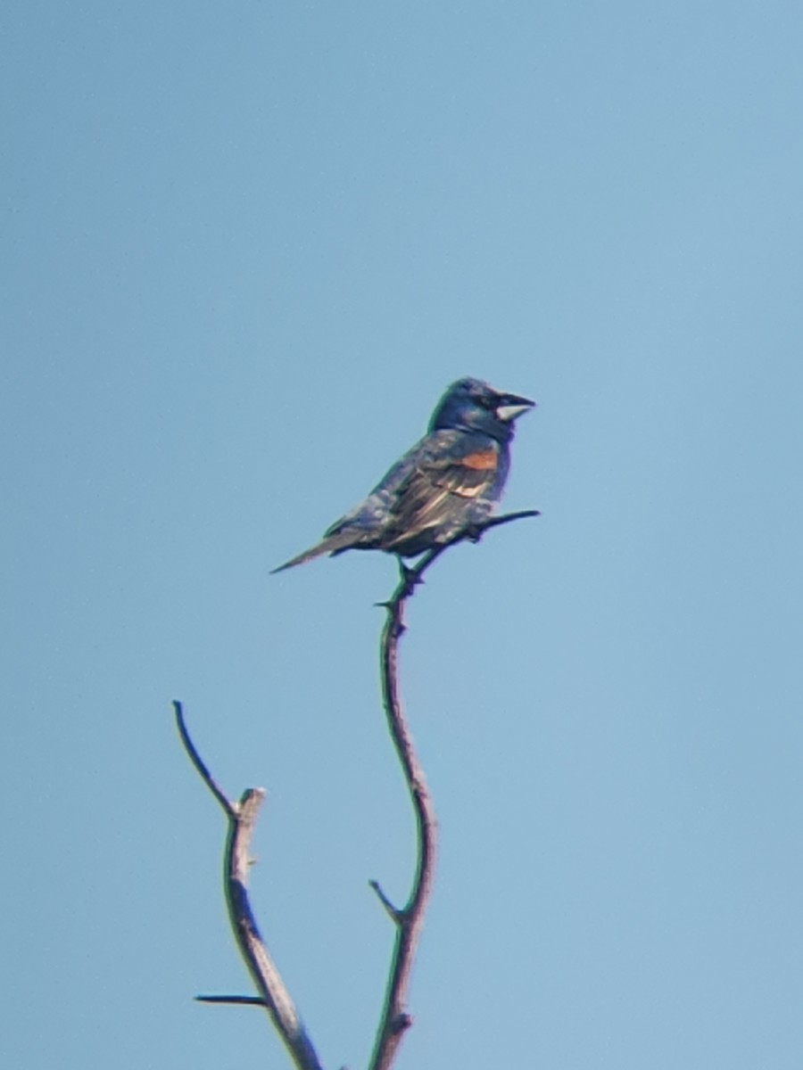 Blue Grosbeak - ML620446358