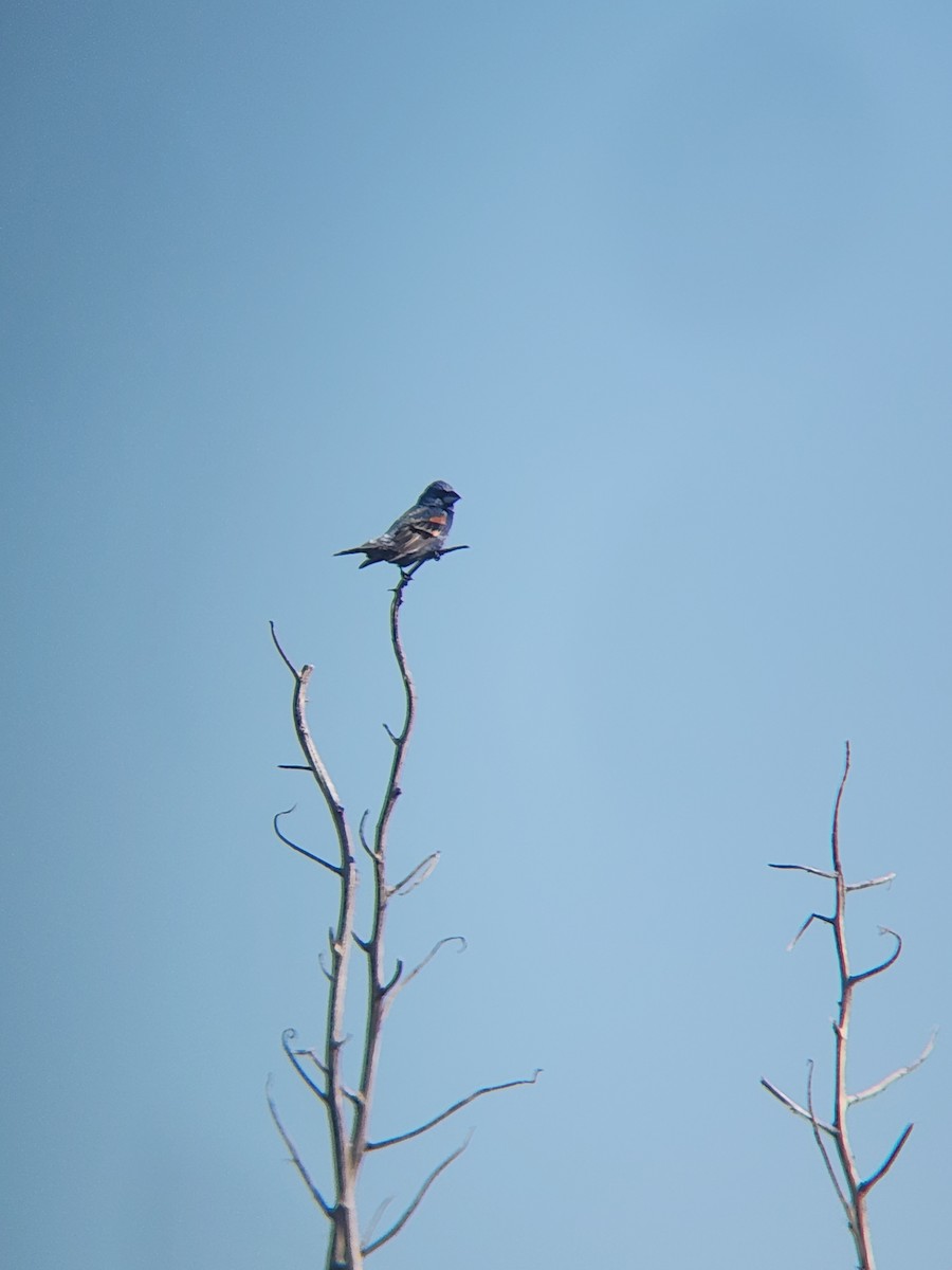 Guiraca bleu - ML620446360