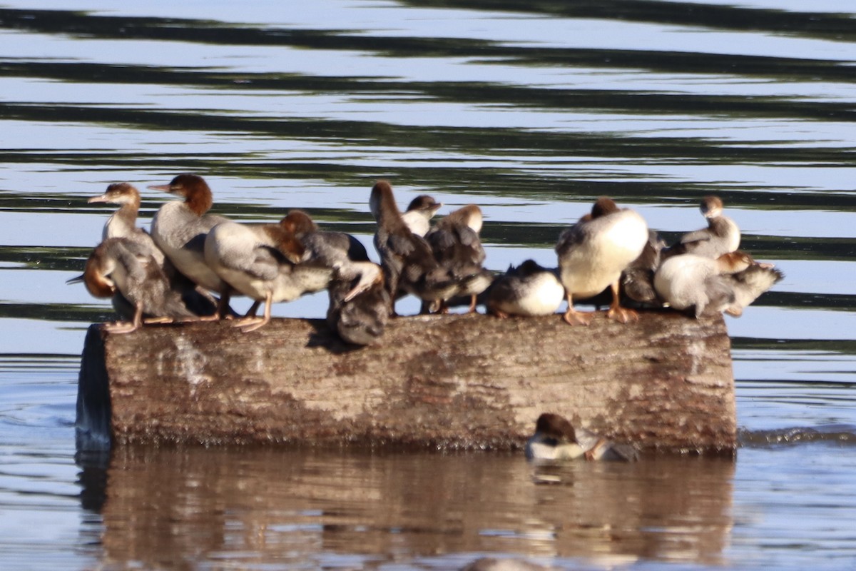 Common Merganser - ML620446362