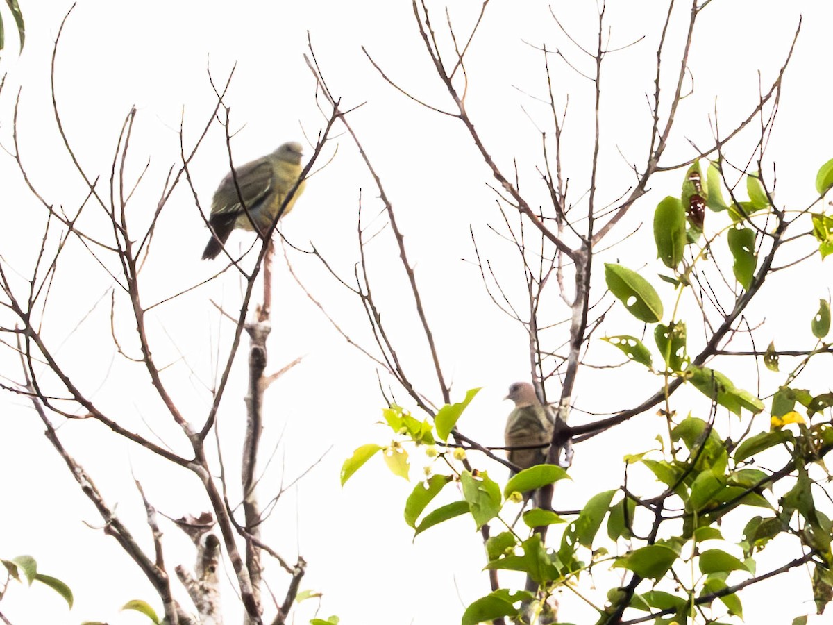 Pink-necked Green-Pigeon - Domenec Anguera Vidal