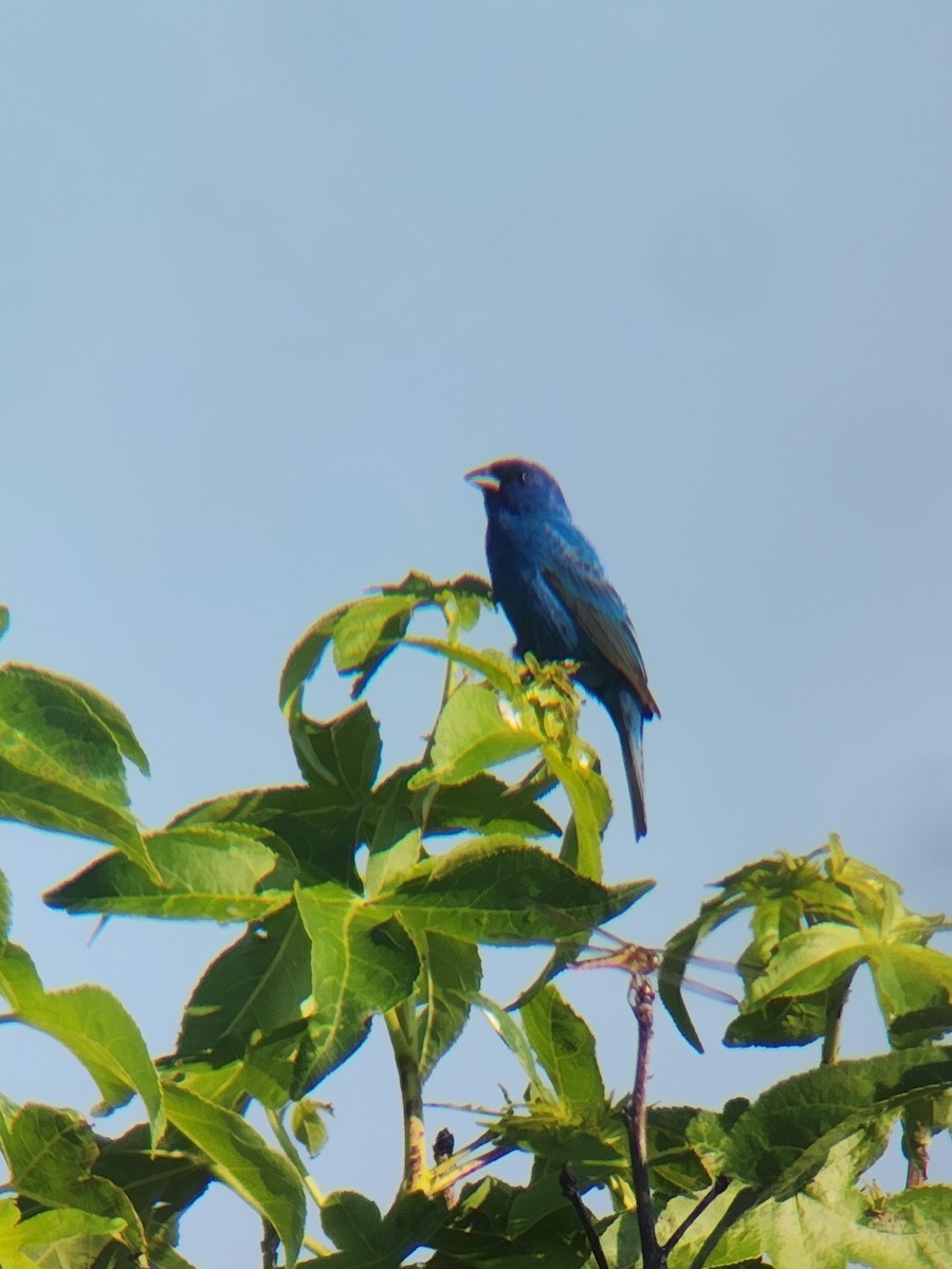 Indigo Bunting - ML620446368